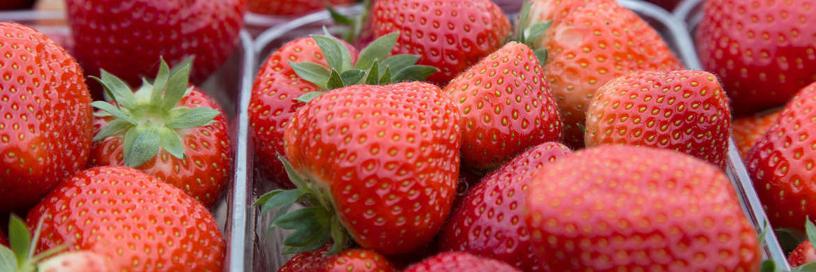 Erdbeeren Sonderkulturen Header