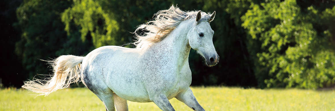 White Arabian horse runs gallop