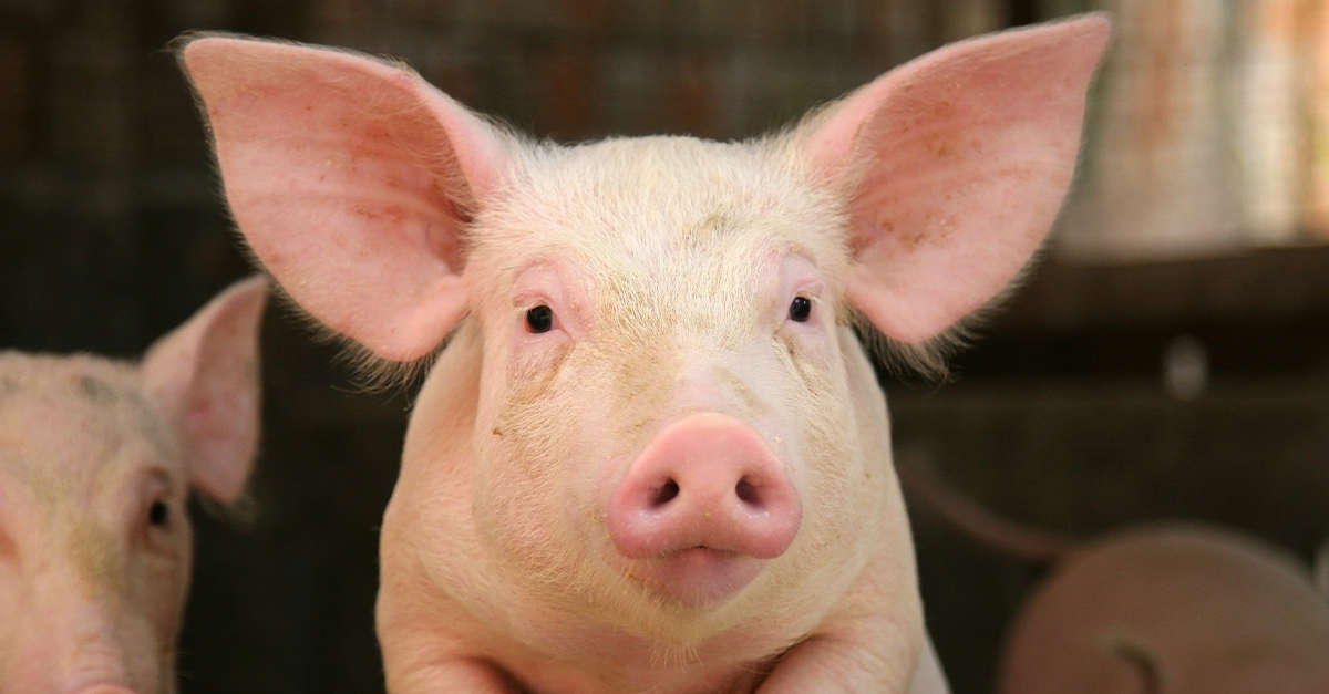 Schwein Marker Wachsmalstift für Schafe Rinder Mark Farm Fütterung 