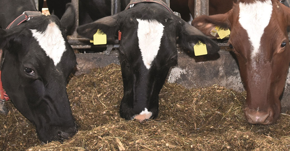 Effiziente Kuh-Fütterung: Wenn weniger Futter zu mehr Milch führt – AGRAVIS