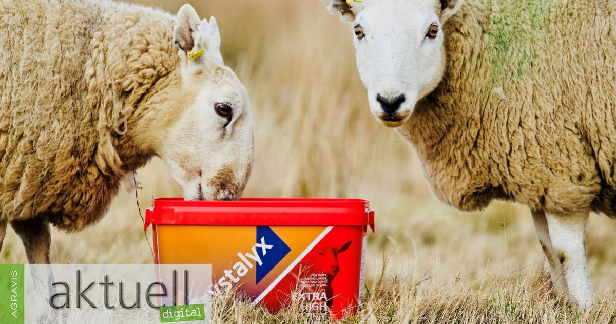 Crystalyx  Extra Energy Ergänzungsfuttermittel Schafe Ziegen Gatterwild 22,5kg 