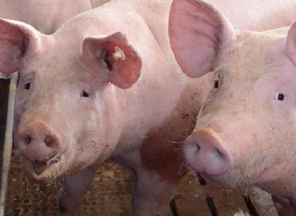AGRAVIS Futter Schweine