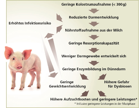 Darmentwicklung Ferkel
