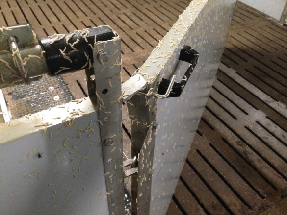 Fliegenbekämpfung mit Desintec