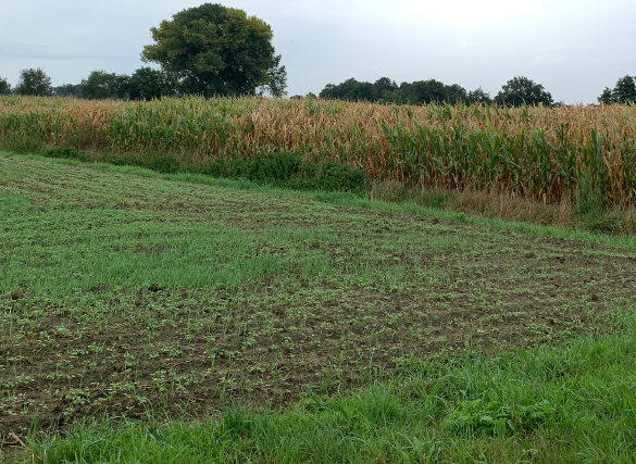 Maissilage