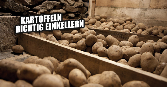 Kartoffeln lagern