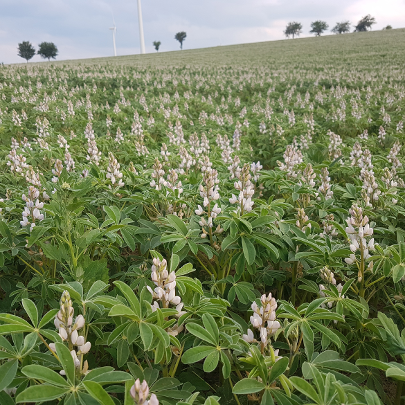 Lupinen Nutztierfütterung