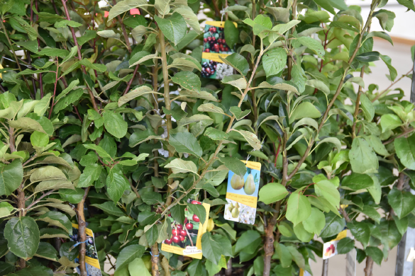 Obstbäume Raiffeisen-Markt
