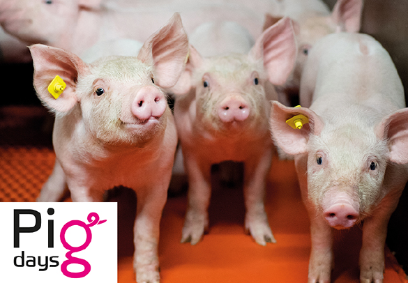 Pigdays