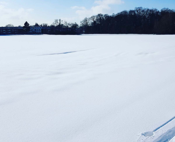 Auswinterungsschäden