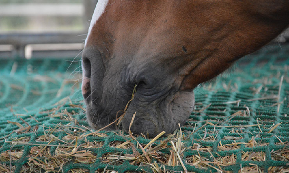 Pferd an der Heuraufe