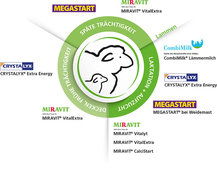 You can find out which sheep and supplement feeds are important at different stages of life in the sheep and lamb feeding overview