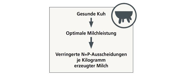 Langlebigkeit Phokus Milchleistung