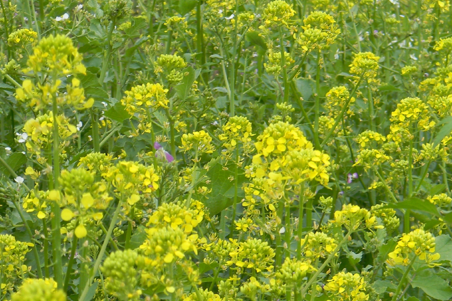 Raps und Ölrettich blühen auf dem Feld.