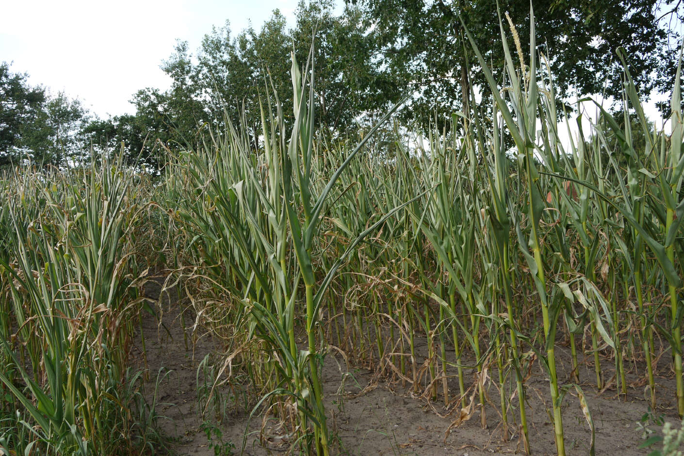 Maisfeld mit sehr trockenen, gekräuselten Maispflanzen