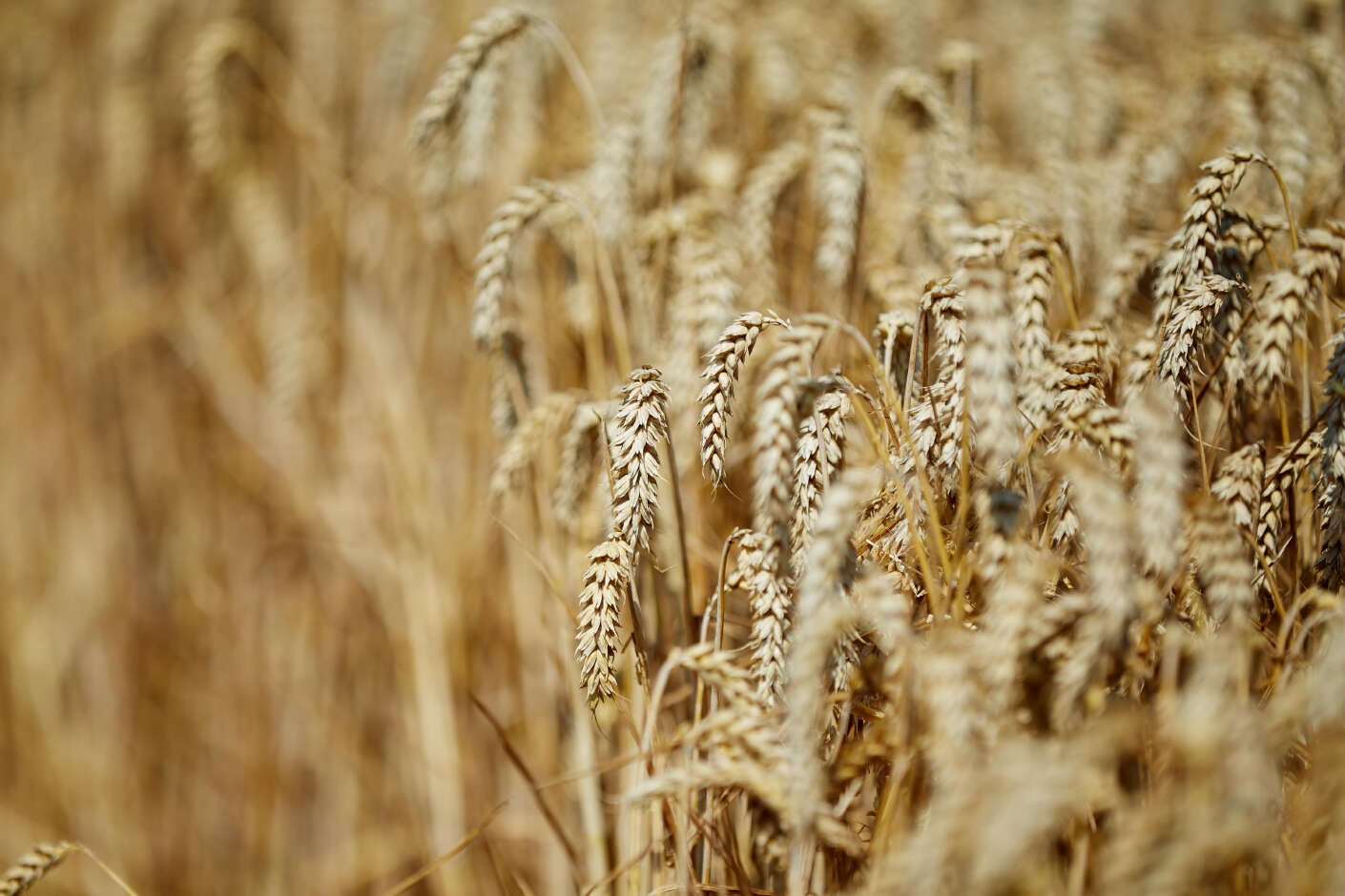Wheat field