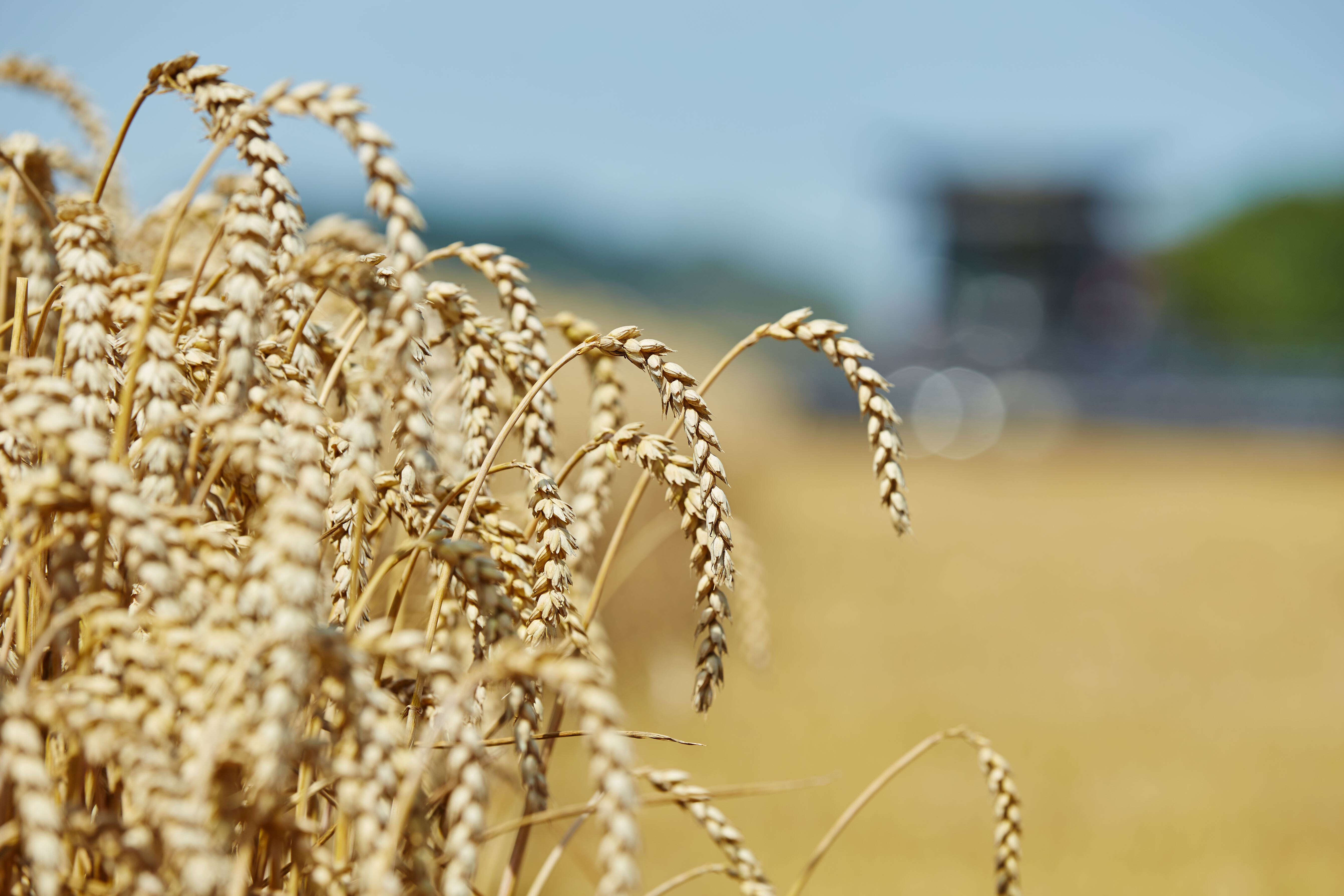 Weizenfeld während der Ernte
