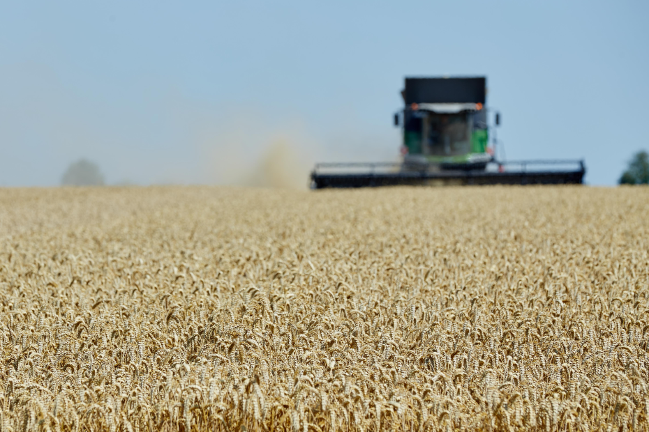 Weizenernte 2019 Fendt Mähdrescher