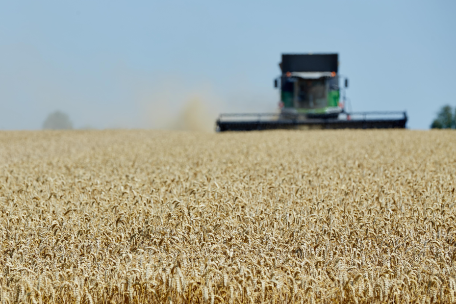 Weizenernte 2019 Fendt Mähdrescher