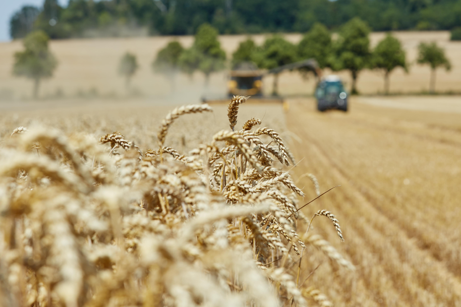 Mähdrescher und Trecker fahren auf Weizenähren zu