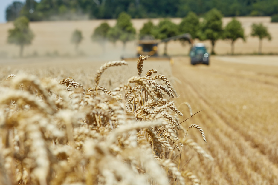 Mähdrescher und Trecker fahren auf Weizenähren zu