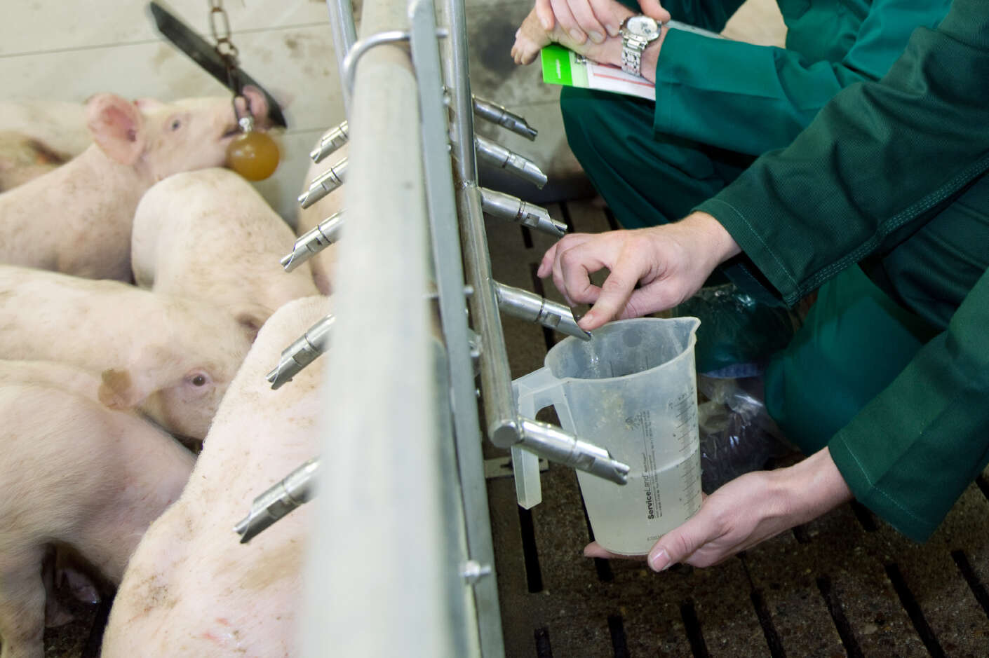 zwei Männer prüfen das Wasser im Schweinestall