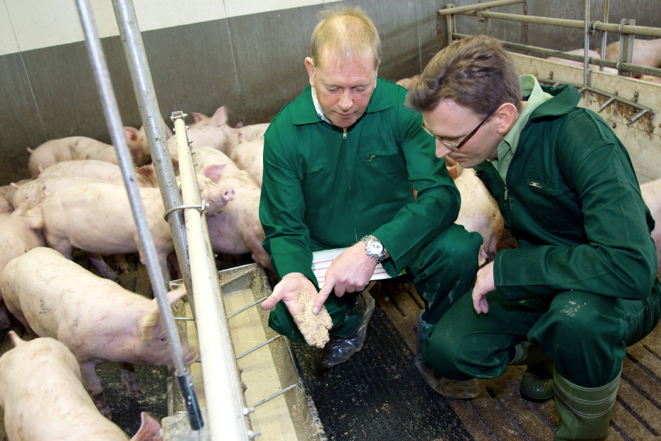 Zwei Männer in grünen Arbeitsanzügen knien in einem Schweinestall, um sie herum mehrere Schweine.