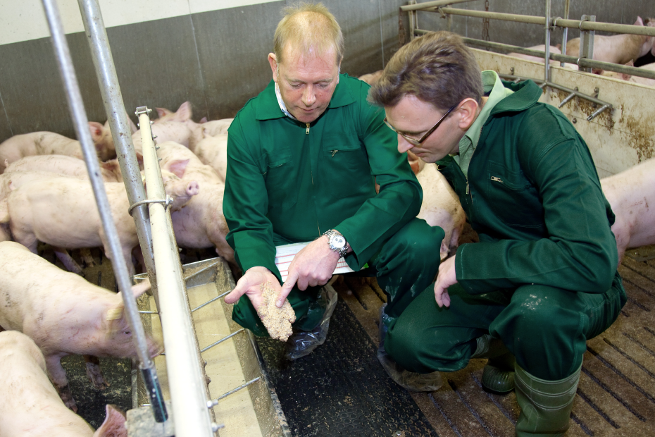 Zwei Männer in grünen Arbeitsanzügen knien in einem Schweinestall, um sie herum mehrere Schweine.