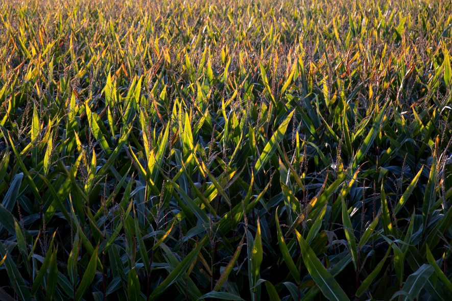 Maispflanzen auf einem Feld
