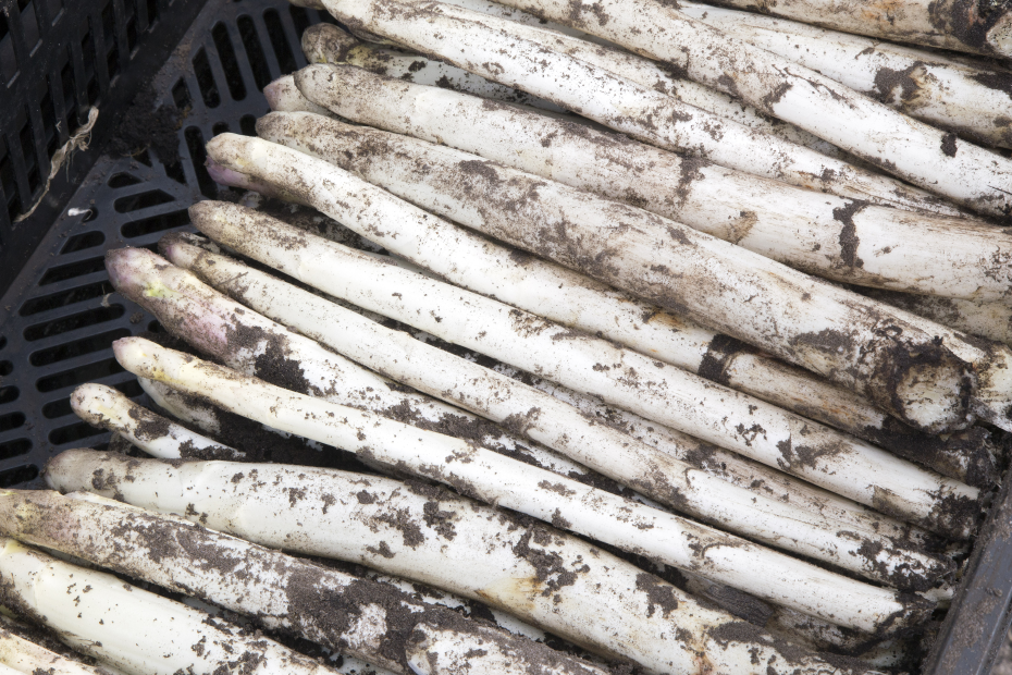 Frisch geerntete Spargelstangen liegen im Korb