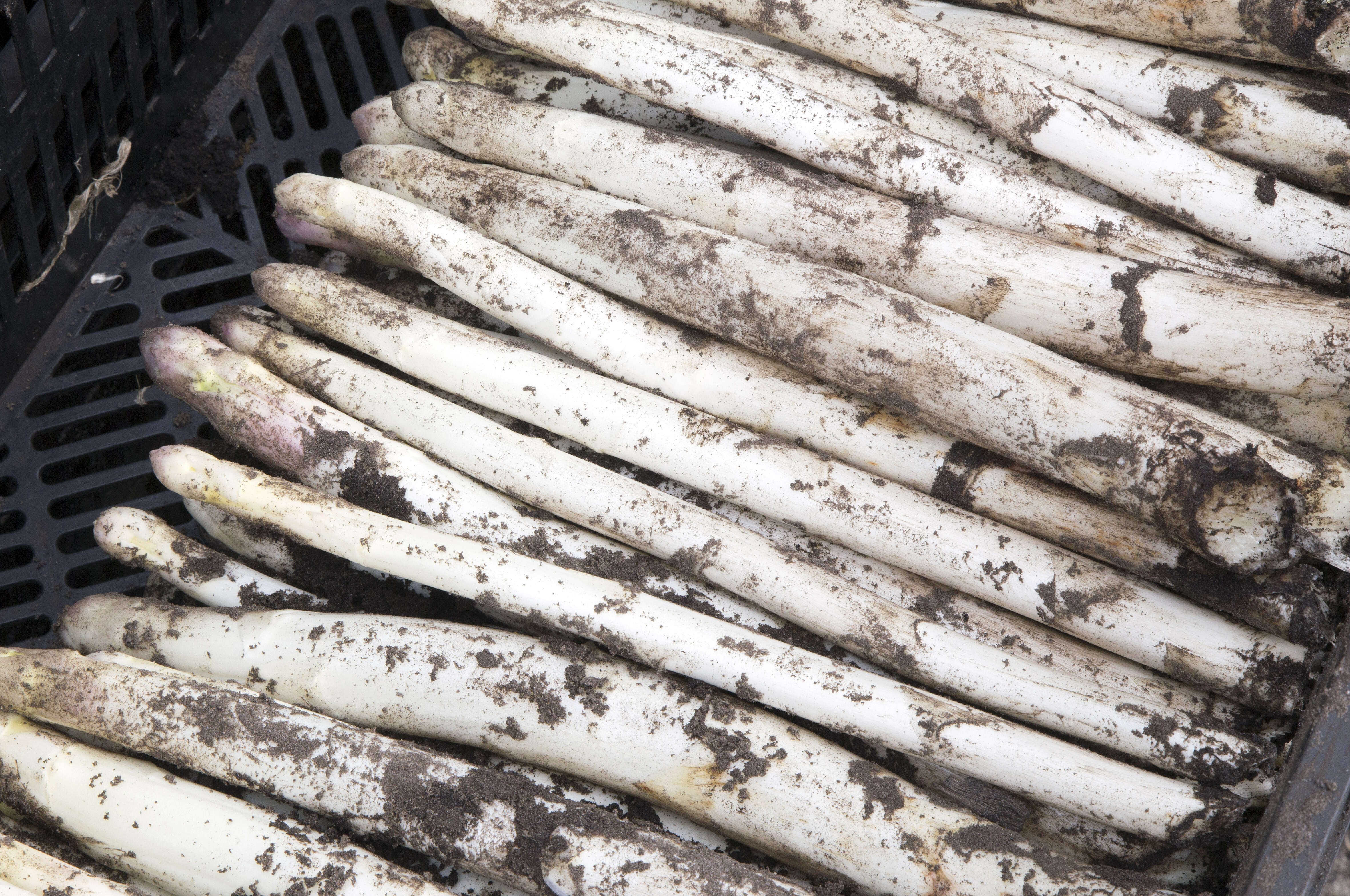 Spargel in einer Kiste
