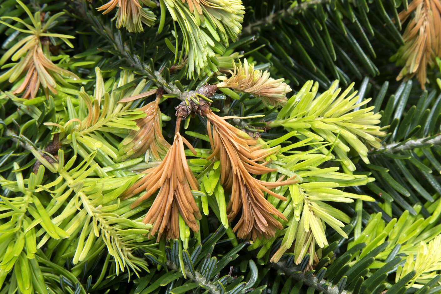 Weihnachtsbaum hat braune Nadelspitzen