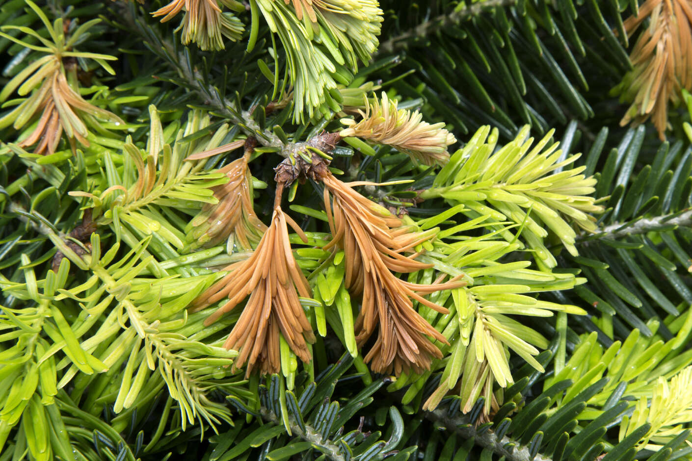Weihnachtsbaum hat braune Nadelspitzen