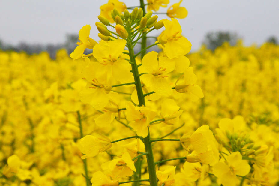 Nahaufnahme einer blühend gelben Rapspflanze.