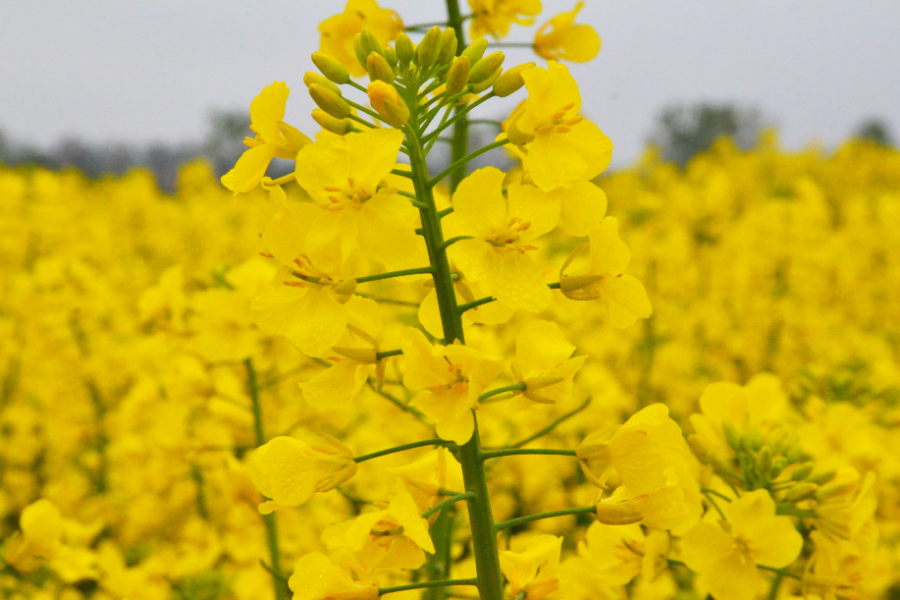 Eine gelb blühende Rapspflanze