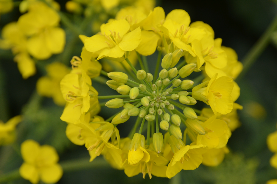 Gelbe Rapsblüte in der Nahaufnahme