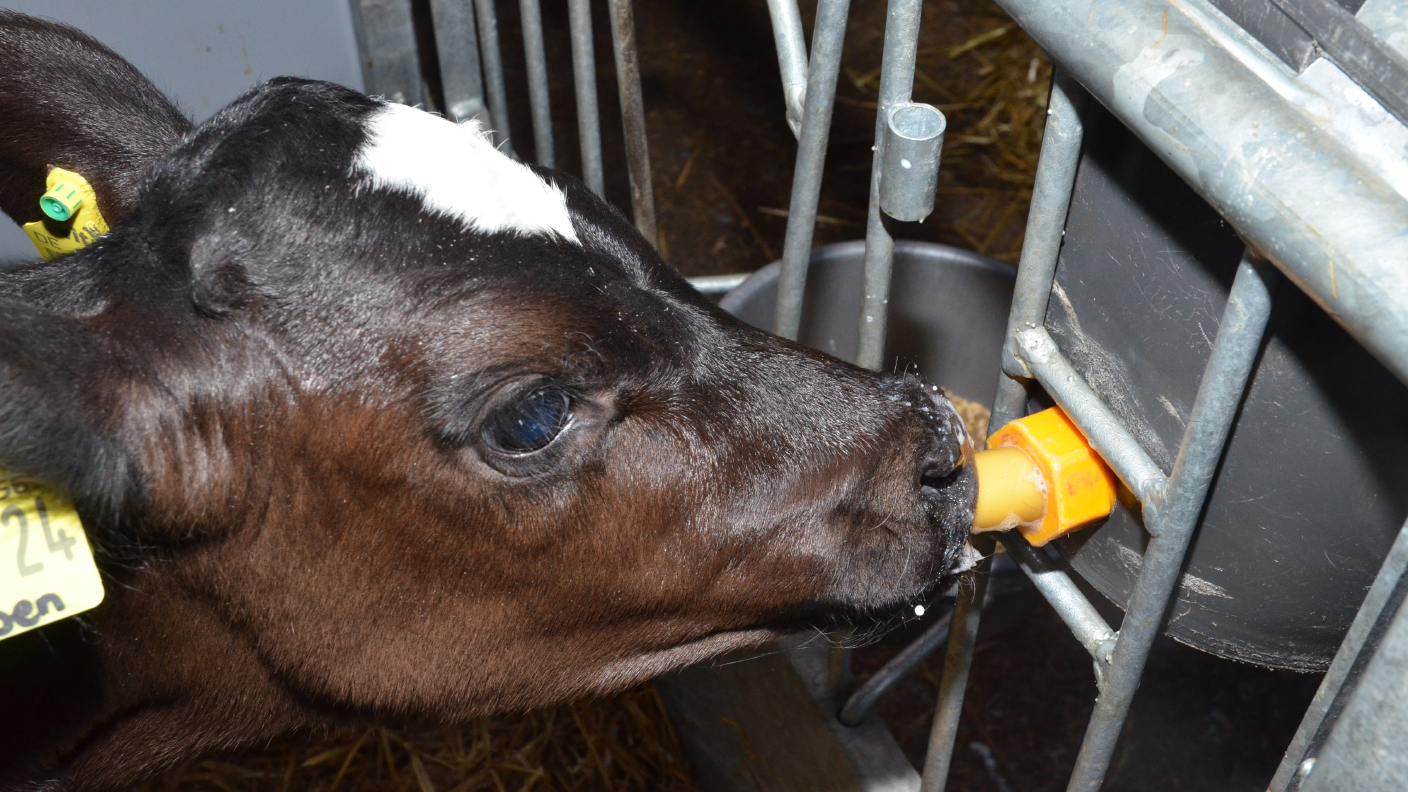 Kalb trinkt an einem Zitzeneimer