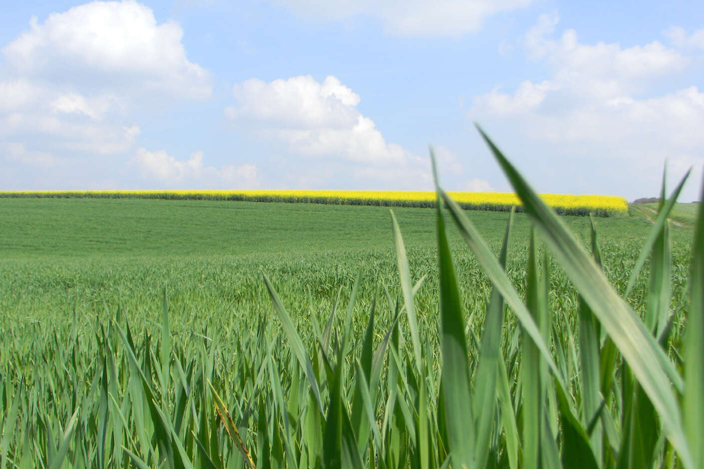 Im Vordergrund steht Getreide, im Hintergrund blüht Raps vor blauem Himmel.