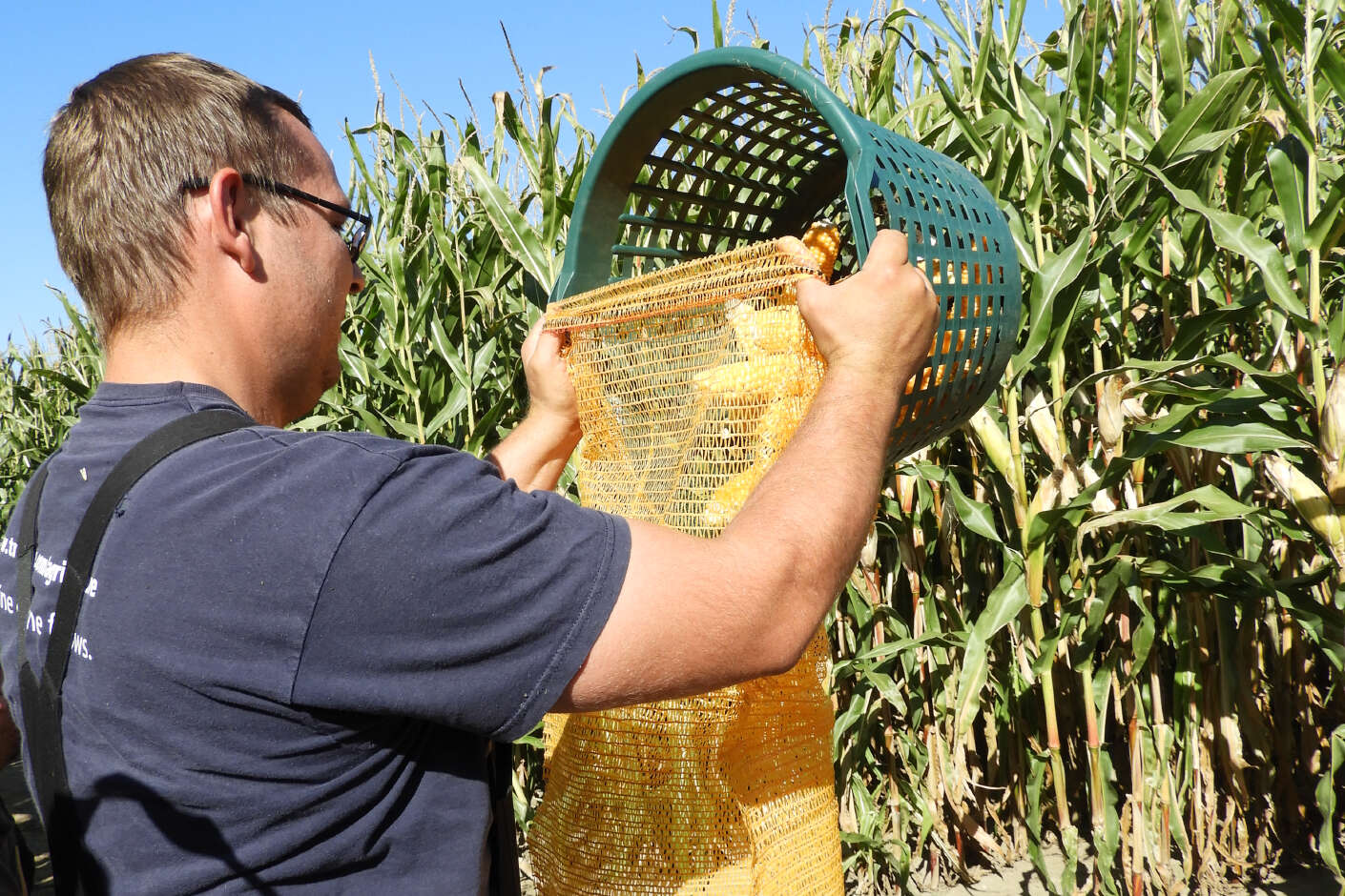 Mitarbeiter der AGRAVIS Future Farm und schüttet handgeerntete Maiskolben vom Korb in einen Sack