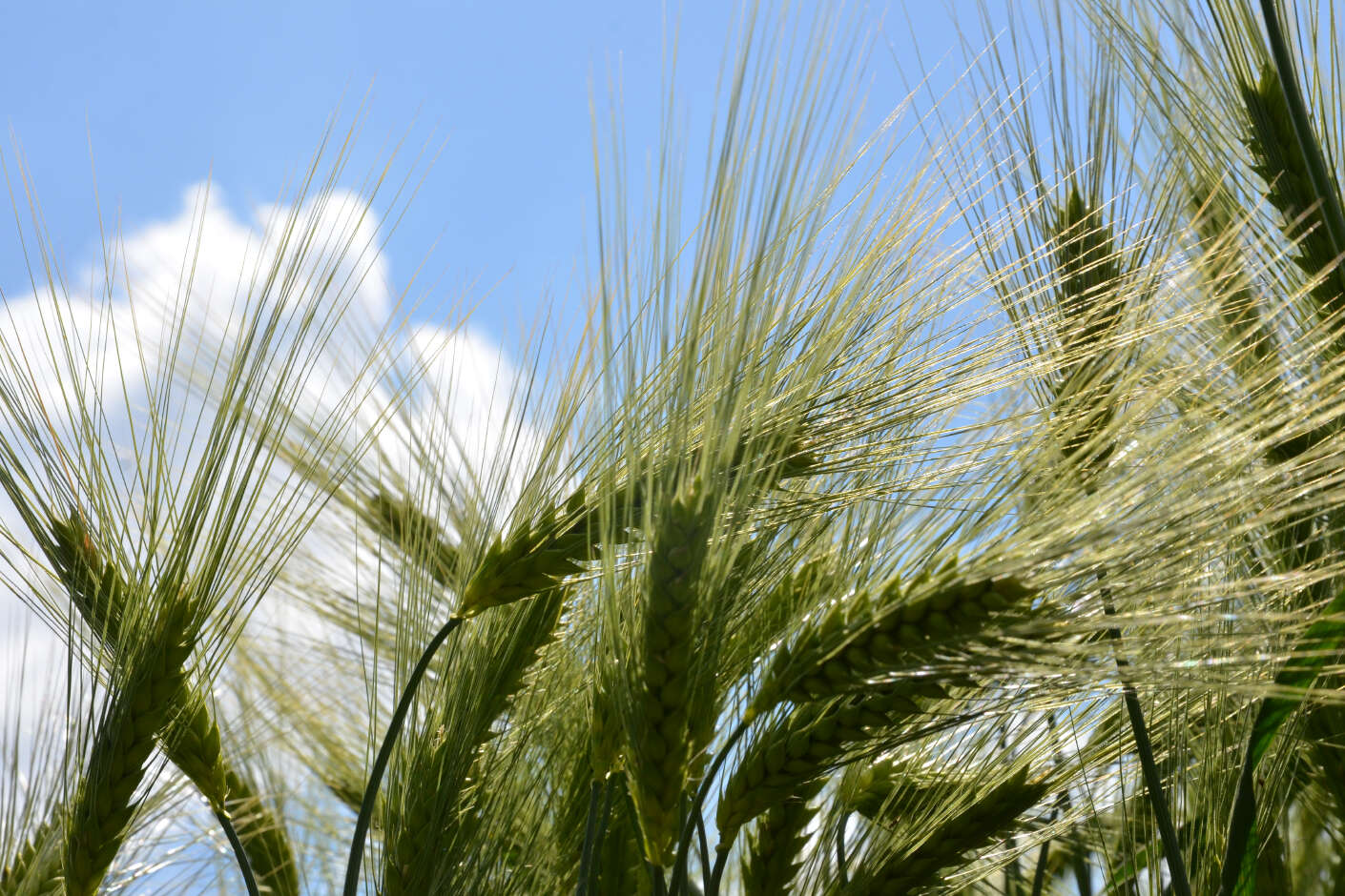 Gerstenähren mit blauem Himmel
