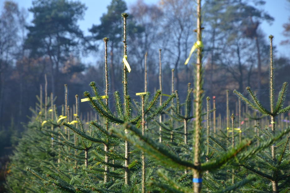 Weihnachtsbäume auf dem Feld