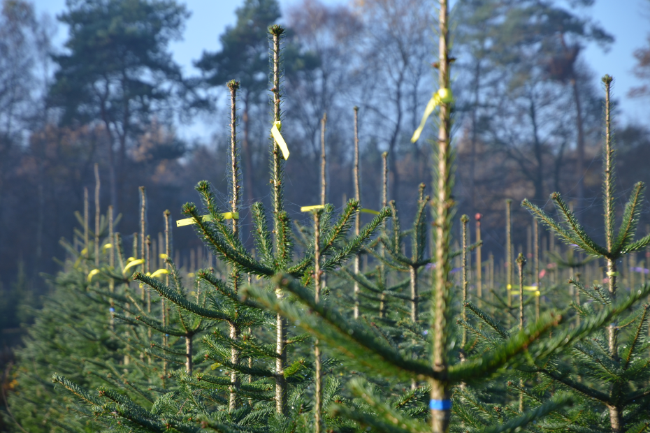 Tannenbäume im Feld