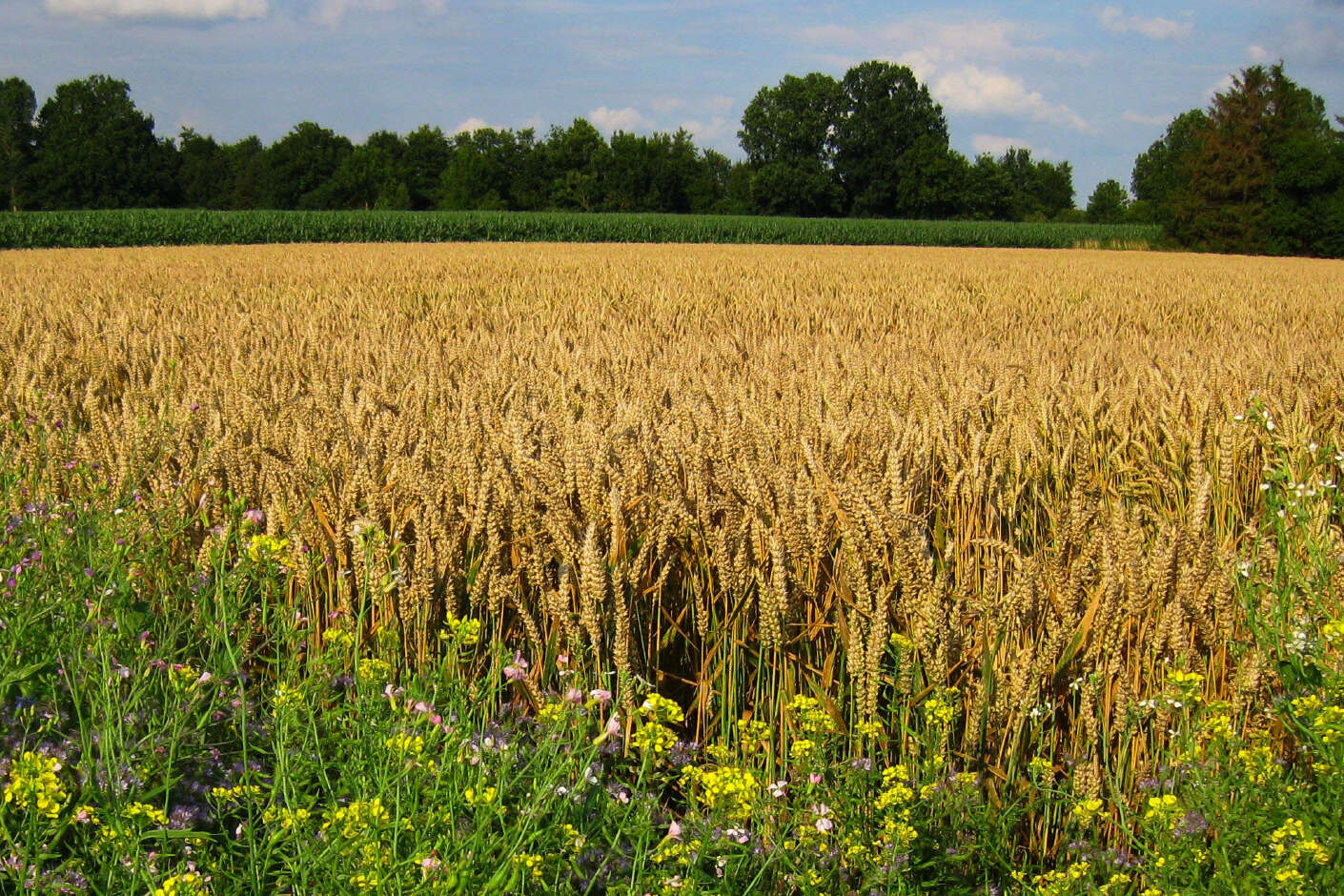 Getreidefeld mit Wildblumenstreifen im Vordergrund