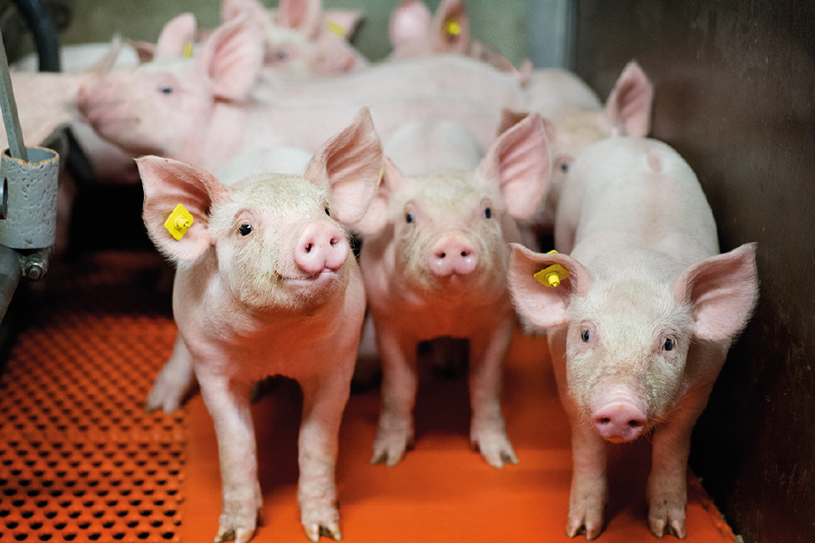 Kleine Schweine stehen in einem Stall eng nebeneinander.