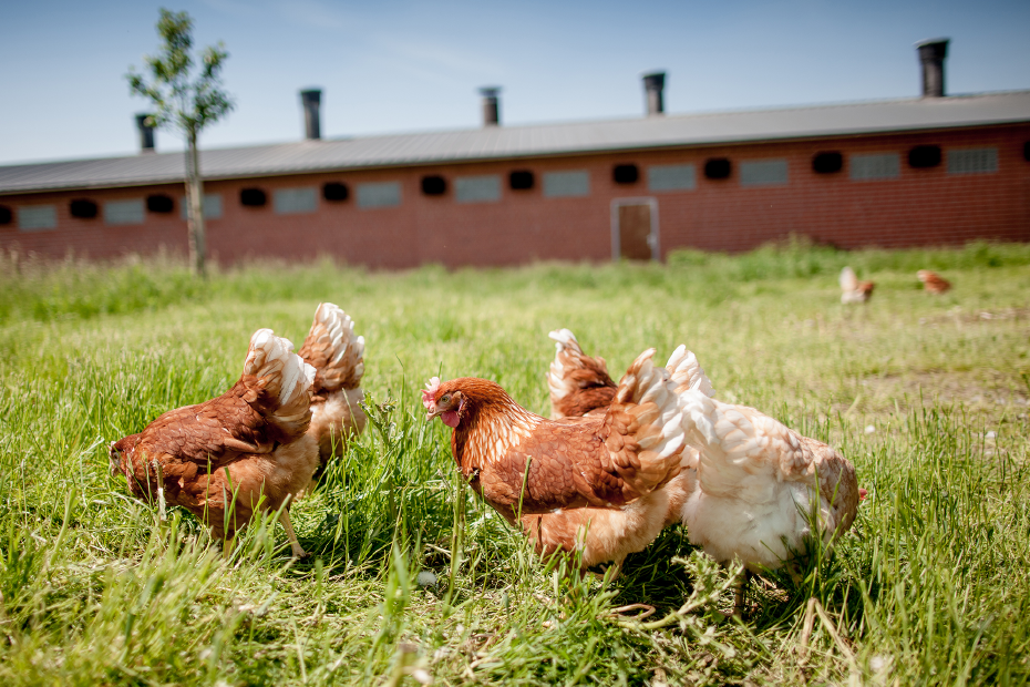 Freilaufende Hühner auf grüner Wiese