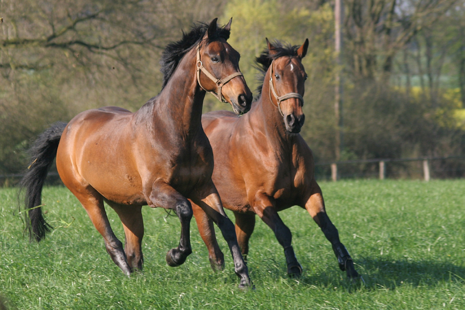 Zwei braune Pferde rennen nebeneinander über eine grüne Weide. 