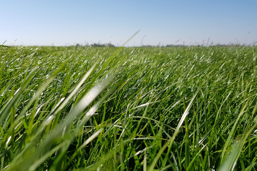 Eine Nahaufnahme von grünen Grashalmen auf einem Grünland.