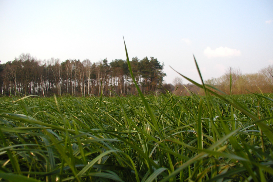 Feld Grassilage