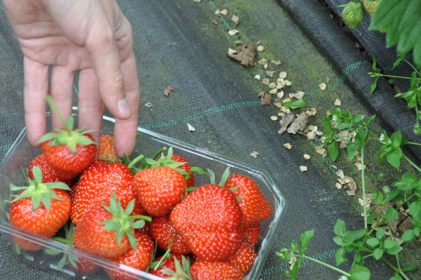 Jemand hält eine Schale voller Erdbeeren in der Hand.