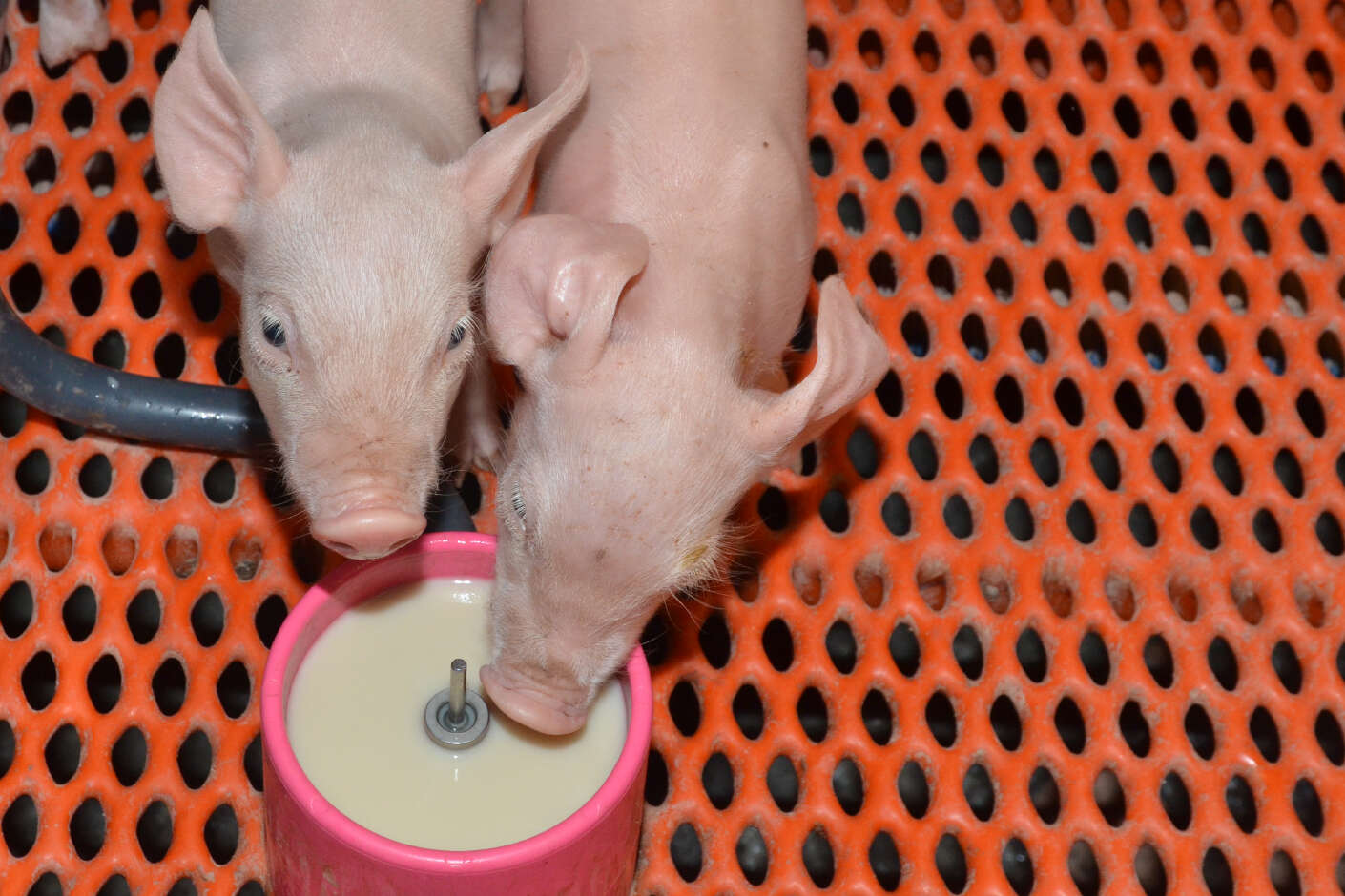 Zwei Saugferkel trinken im Stall an einer Ferkeltasse